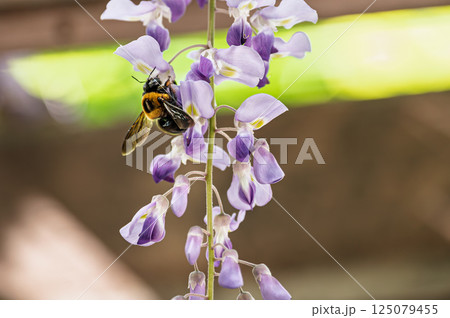藤の蜜を吸うクマバチ 125079455