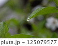 Water droplet hanging from a green leaf tip with soft blurred background and natural freshness 125079577