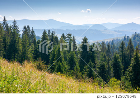 forest on the grassy meadow in mountains. beautiful sunny landscape with spruce trees on the hillside. wonderful scenery of carpathian mountains in summer forenoon. view in to the valley forest on the grassy meadow in mountains. beautiful sunny landscape with spruce trees on the hillside. wonderful scenery of carpathian mountains in summer forenoon. view in to the valley 125079649