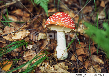 Close up view of fly agaric mushroom that is on the ground 125079719