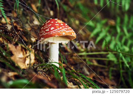 Close up view of fly agaric mushroom that is on the ground 125079720