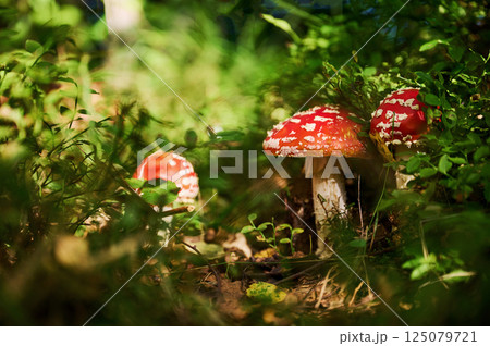 Three fly agaric mushrooms is on the ground in the forest Three fly agaric mushrooms is on the ground in the forest 125079721