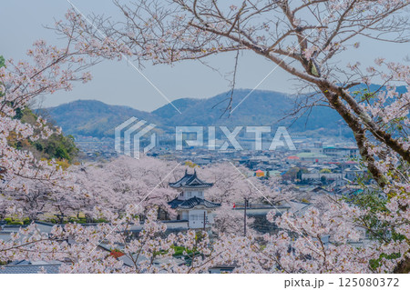 眺望する龍野城と桜 眺望する龍野城と桜 125080372
