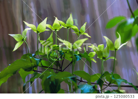 Clematis tibetana on grey BACKGROUND Clematis tibetana on grey BACKGROUND 125080533