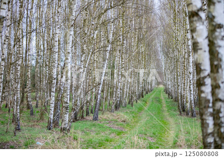 A Beautiful and Peaceful Birch Tree Pathway Surrounded by Natures Tranquil Beauty A Beautiful and Peaceful Birch Tree Pathway Surrounded by Natures Tranquil Beauty 125080808