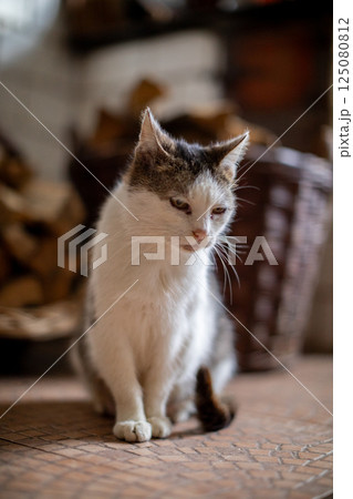 A calm and serene cat enjoys a cozy and comfy environment, creating a peaceful atmosphere 125080812