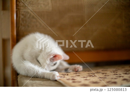 A Playful and Charming White Cat Joyfully Exploring Its Beautiful and Cozy Environment 125080813
