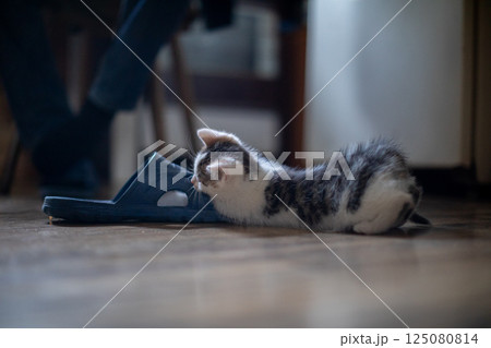 A Curious Kitten is Adventurously Exploring a Cozy and Welcoming Indoor Space Full of Comfort 125080814