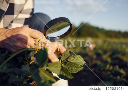 Looks at the plants under a magnifying glass. Woman is on the agricultural field at daytime 125081064