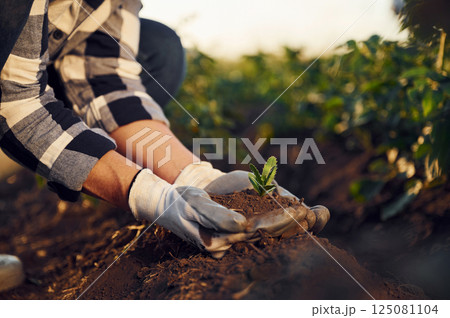 Planting an artichoke. Woman is on the agricultural field at daytime 125081104