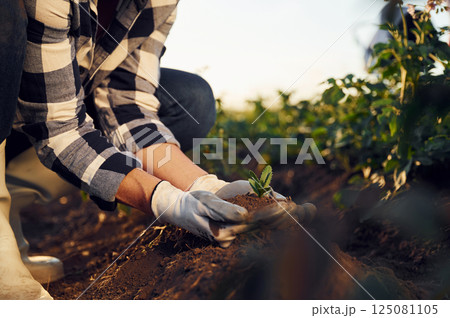 Planting an artichoke. Woman is on the agricultural field at daytime Planting an artichoke. Woman is on the agricultural field at daytime 125081105