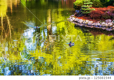 Duck  (DIVING) and amazing reflections in water in Japanese garden in Wroclaw 125081544