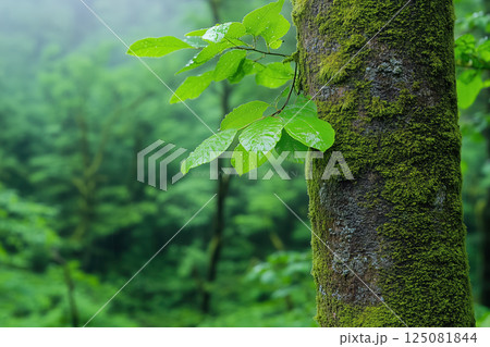 Closeup of fresh green leaves on a tree trunk in the forest 125081844