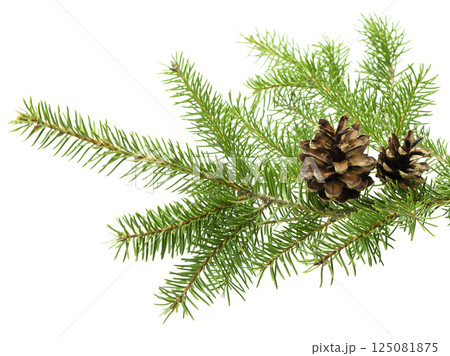 Natural fir tree branch with cones isolated on white 125081875