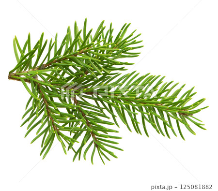 Close-up of a fir tree branch with bright green needles, isolated on a white background without shadow for festive projects. Close-up of a fir tree branch with bright green needles, isolated on a white background without shadow for festive projects. 125081882