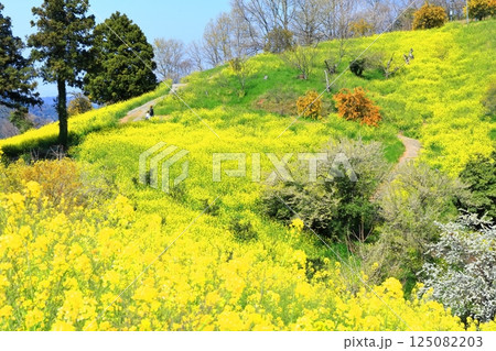 【愛媛県】犬寄峠の黄色い丘(菜の花畑) 【愛媛県】犬寄峠の黄色い丘(菜の花畑) 125082203
