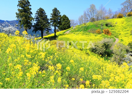 【愛媛県】犬寄峠の黄色い丘（菜の花畑） 125082204