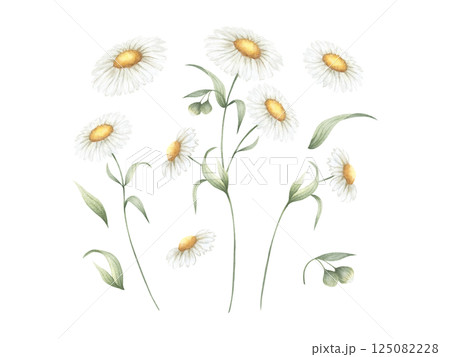 Chamomile wildflower with three flowers, buds and green leaves. Hand drawn floral watercolor isolated illustration set of field plant. Sketch of meadow flower for fabric print, packaging and postcard 125082228