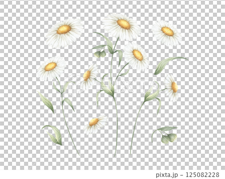 Chamomile wildflower with three flowers, buds and green leaves. Hand drawn floral watercolor isolated illustration set of field plant. Sketch of meadow flower for fabric print, packaging and postcard Chamomile wildflower with three flowers, buds and green leaves. Hand drawn floral watercolor isolated illustration set of field plant. Sketch of meadow flower for fabric print, packaging and postcard 125082228