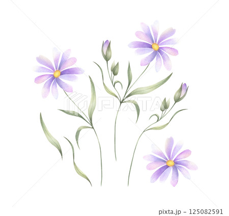 Wildflower with lilac purple petals, buds, yellow core and green leaves. Hand drawn floral watercolor isolated illustration set of field plant. Drawing of meadow flower for fabric print and postcard Wildflower with lilac purple petals, buds, yellow core and green leaves. Hand drawn floral watercolor isolated illustration set of field plant. Drawing of meadow flower for fabric print and postcard 125082591