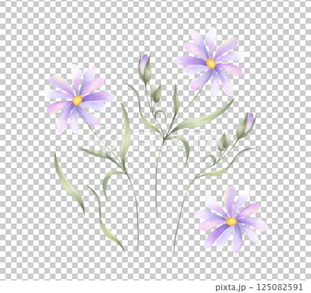 Wildflower with lilac purple petals, buds, yellow core and green leaves. Hand drawn floral watercolor isolated illustration set of field plant. Drawing of meadow flower for fabric print and postcard Wildflower with lilac purple petals, buds, yellow core and green leaves. Hand drawn floral watercolor isolated illustration set of field plant. Drawing of meadow flower for fabric print and postcard 125082591