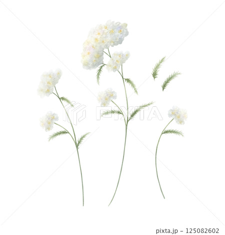 Yarrow wildflower with three white fluffy inflorescences and green leaves. Hand drawn floral watercolor isolated illustration set of field plant. Sketch of meadow flower for fabric print and postcard Yarrow wildflower with three white fluffy inflorescences and green leaves. Hand drawn floral watercolor isolated illustration set of field plant. Sketch of meadow flower for fabric print and postcard 125082602