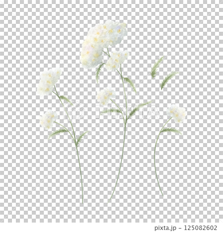 Yarrow wildflower with three white fluffy inflorescences and green leaves. Hand drawn floral watercolor isolated illustration set of field plant. Sketch of meadow flower for fabric print and postcard Yarrow wildflower with three white fluffy inflorescences and green leaves. Hand drawn floral watercolor isolated illustration set of field plant. Sketch of meadow flower for fabric print and postcard 125082602