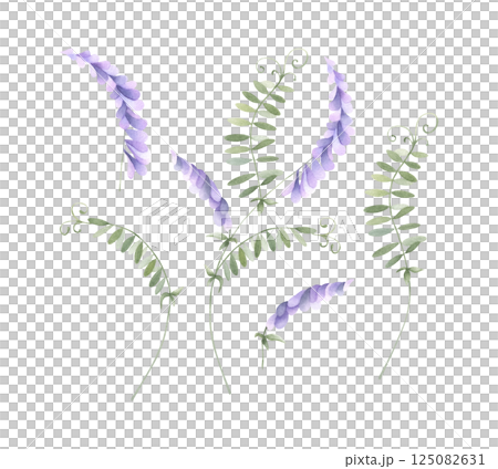 Mouse pea wildflower with lilac purple buds and green leaves. Hand drawn floral watercolor isolated illustration set of field plant. Sketch of meadow flower for fabric print, packaging and sticker Mouse pea wildflower with lilac purple buds and green leaves. Hand drawn floral watercolor isolated illustration set of field plant. Sketch of meadow flower for fabric print, packaging and sticker 125082631
