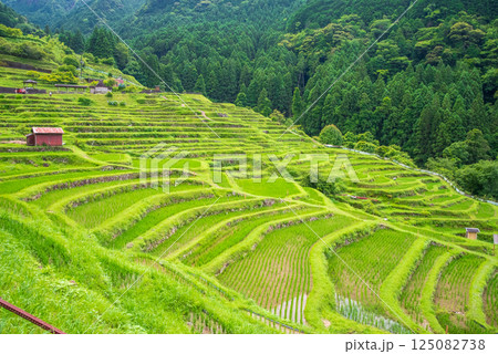 田植えシーズンの丸山千枚田（三重県熊野市） 125082738