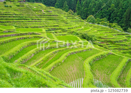 田植えシーズンの丸山千枚田（三重県熊野市） 125082739