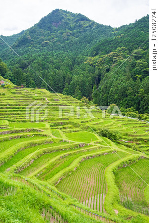 田植えシーズンの丸山千枚田（三重県熊野市） 125082741