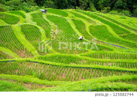 田植えシーズンの丸山千枚田(三重県熊野市) 田植えシーズンの丸山千枚田(三重県熊野市) 125082744