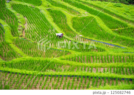 田植えシーズンの丸山千枚田（三重県熊野市） 125082746