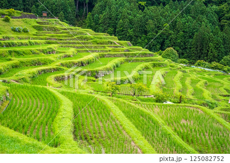 田植えシーズンの丸山千枚田（三重県熊野市） 125082752