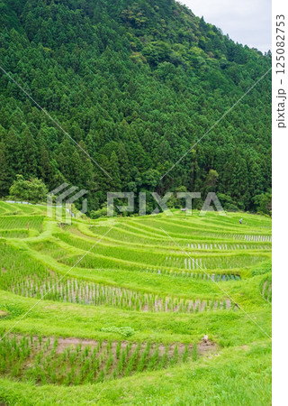 田植えシーズンの丸山千枚田（三重県熊野市） 125082753
