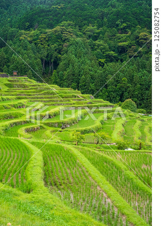 田植えシーズンの丸山千枚田（三重県熊野市） 125082754