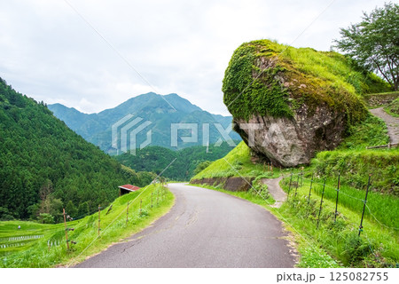 田植えシーズンの丸山千枚田（三重県熊野市） 125082755