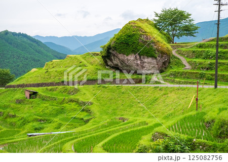 田植えシーズンの丸山千枚田（三重県熊野市） 125082756