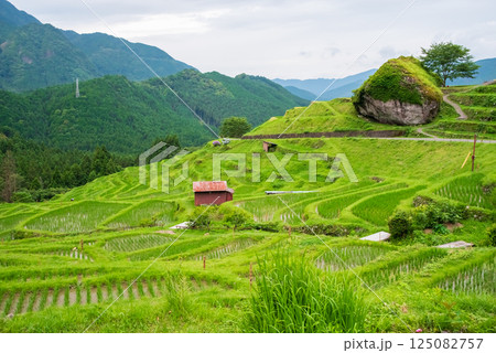 田植えシーズンの丸山千枚田（三重県熊野市） 125082757