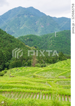 田植えシーズンの丸山千枚田（三重県熊野市） 125082758