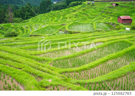 田植えシーズンの丸山千枚田（三重県熊野市） 125082765