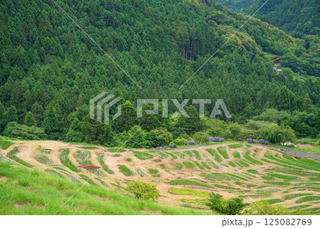田植えシーズンの丸山千枚田（三重県熊野市） 125082769