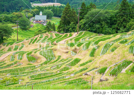 田植えシーズンの丸山千枚田（三重県熊野市） 125082771
