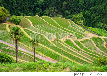 田植えシーズンの丸山千枚田(三重県熊野市) 田植えシーズンの丸山千枚田(三重県熊野市) 125082775