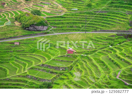 田植えシーズンの丸山千枚田（三重県熊野市） 125082777