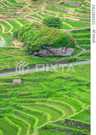 田植えシーズンの丸山千枚田（三重県熊野市） 125082783