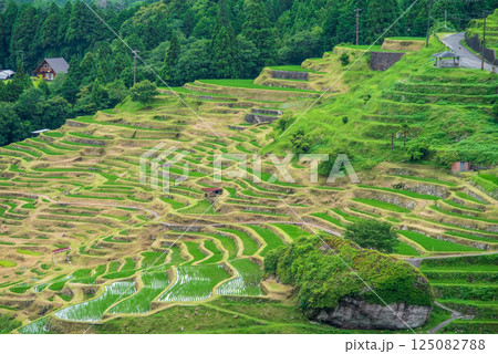 田植えシーズンの丸山千枚田(三重県熊野市) 田植えシーズンの丸山千枚田(三重県熊野市) 125082788