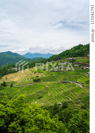 田植えシーズンの丸山千枚田（三重県熊野市） 125082791