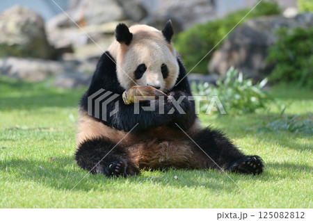 タケノコをゲットした良浜 タケノコをゲットした良浜 125082812