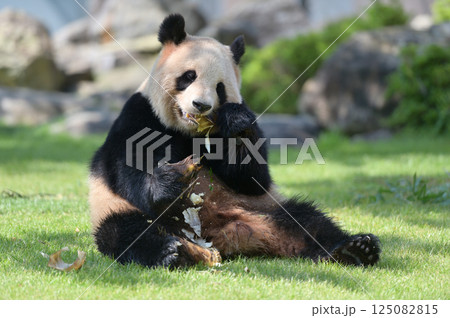 おいしそうにタケノコを食べる良浜 125082815